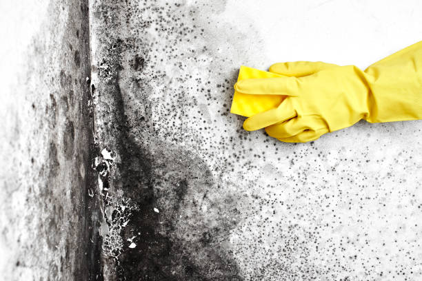 Best Real Estate Mold Inspection  in Carlyle, IL