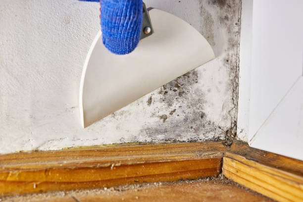 Best Mold Documentation for Insurance Claims  in Carlyle, IL